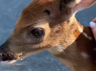 B0104010 He saves baby fawn from drowning ❤️ ( Part 2)