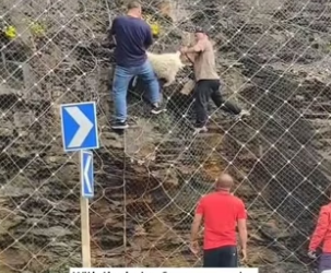 B1304001_saw little lamb hanging upside down on mountain, ll go save…( PART 2)