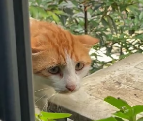 B1304003_woman saw stray cat being bullied by group of dogs, she bra…( PART 2)