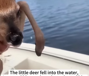 B1304006_little deer fell into water,I rescued him, my dog adopt…_part2