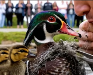 D1304003_Saving Wood Duck Family Caught in Fishing Net at park ( PART 2)