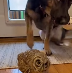 A0304005_My dog found a baby owl under a tree, crying � ( PART 2)