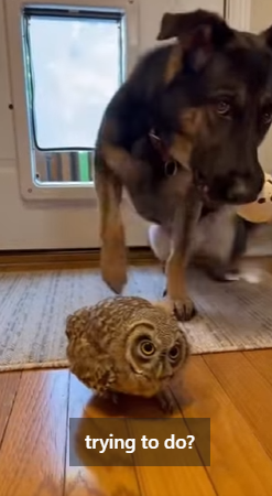 A0304005_My dog found a baby owl under a tree, crying � ( PART 2)