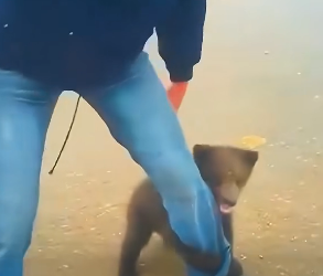 B1304004_family rescued tiny bear cub stuck in middle of road then…( PART 2)