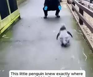 B1304002_How animals react when they reunite their favorite humans ( PART 2)