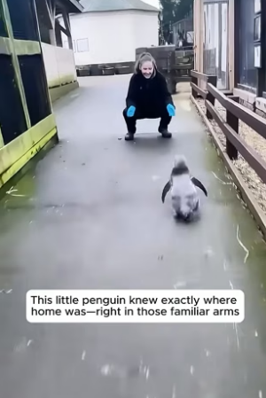 B1304002_How animals react when they reunite their favorite humans ( PART 2)