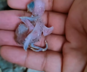 T1304009_rescue poor baby parrot happy ending ( PART 2)