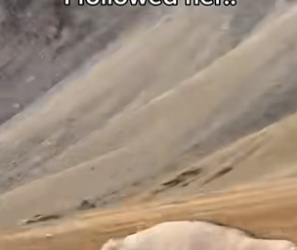 S1404004_dangerous vulture snatched Pallas cat kitten ( PART 2)