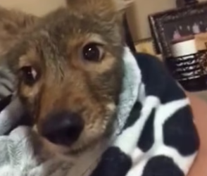 B1304009_met lost coyote decided to adopt him love ( PART 2)