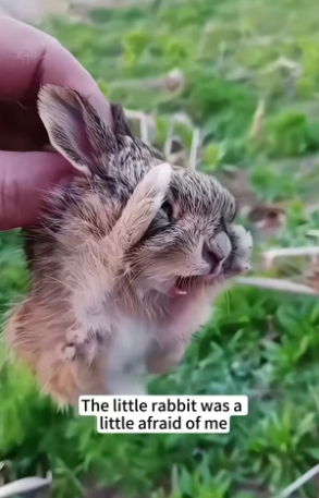 B1304008_saw weasel attacking little rabbit, stopped it then…( PART 2)