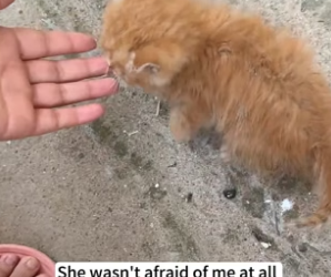 B1304011_kitten was abandoned on street by someone, seeing her pit…( PART 2)
