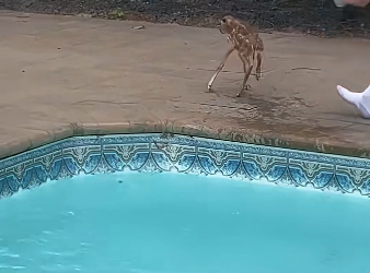 B0104011 He saves baby fawn from drowning ❤️ ( Part 2)