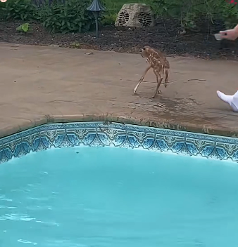B0104011 He saves baby fawn from drowning ❤️ ( Part 2)