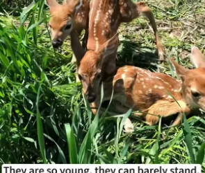 B1304012_found three fawns who had gotten separated their mother. Seein…( PART 2)