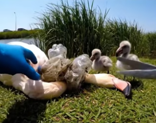 D1404003_Saving Mother Flamingo Trapped in Plastic Waste by road ( PART 2)
