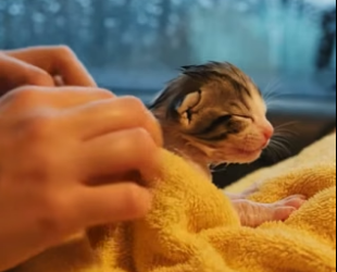 D1404001_Rescuing Tiny Kitten Abandoned in cold rain ( PART 2)
