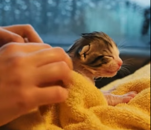 D1404001_Rescuing Tiny Kitten Abandoned in cold rain ( PART 2)