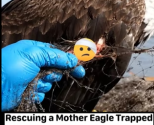 D1204008_Saving Mother Eagle ( PART 2)