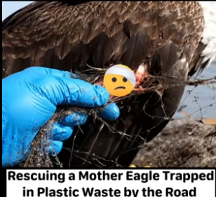 D1204008_Saving Mother Eagle ( PART 2)