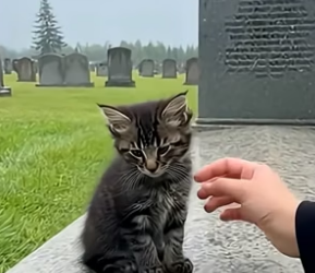 T1404010_Loyal Kitten Refused To Leave Her Owner Grave (PART 2)