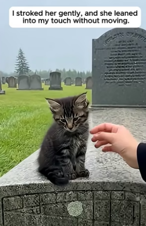 T1404010_Loyal Kitten Refused To Leave Her Owner Grave (PART 2)