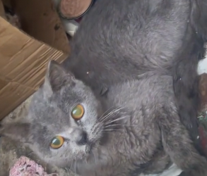 T1504002_rescue poor kittens family happy ending ( PART 2)