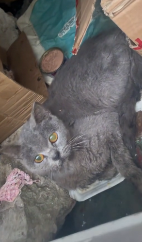 T1504002_rescue poor kittens family happy ending ( PART 2)