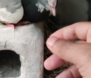 T1304012_pigeon is not letting me see eggs (PART 2)