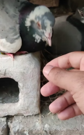 T1304012_pigeon is not letting me see eggs (PART 2)