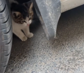 T1304010_rescue poor kitten kitten is very cute happy ending ( PART 2)