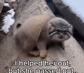 S1404006_Pallas cat trapped in narrow gorge turned out to be pregnant ( PART 2)