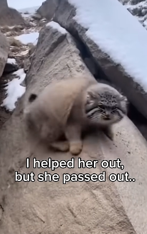 S1404006_Pallas cat trapped in narrow gorge turned out to be pregnant ( PART 2)