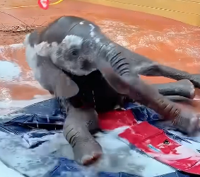 B1504002_kind village rescued baby elephant trapped in mud then ( PART 2)