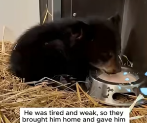 B1504001_family rescued bear cub jug on his head then ( PART 2)