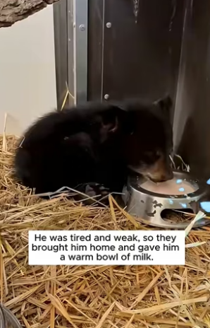 B1504001_family rescued bear cub jug on his head then ( PART 2)