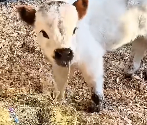 B1504003_kind woman rescued tiny highland cow found lifelong friend ( PART 2)