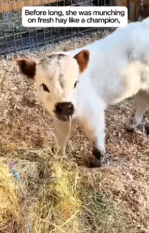 B1504003_kind woman rescued tiny highland cow found lifelong friend ( PART 2)