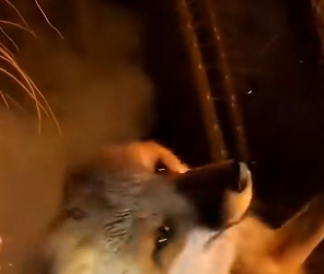 S1504004_Rescuing Fox Fire ( PART 2)