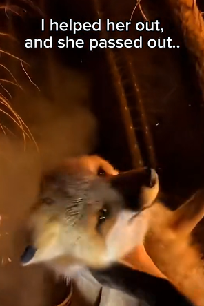 S1504004_Rescuing Fox Fire ( PART 2)