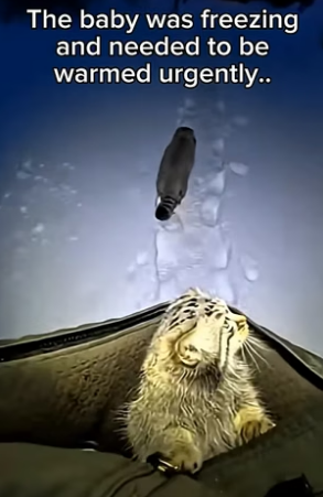 S1504003_manul couldn her cub trap ( PART 2)