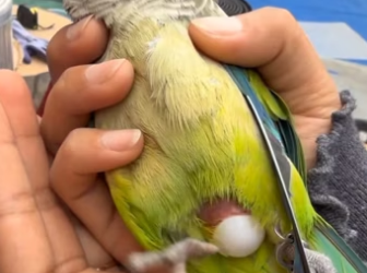 T0304002 My parrot laid an egg in my hand. I saved the egg. A cute baby came out of the egg. I took great car ( Part 2)