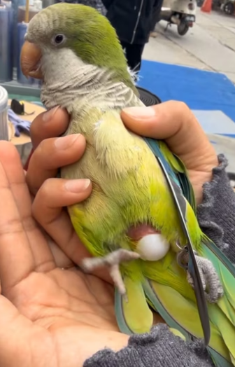 T0304002 My parrot laid an egg in my hand. I saved the egg. A cute baby came out of the egg. I took great car ( Part 2)