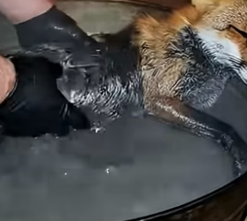 S1604002_fox fell into pool of oil couldn get out without my help ( PART 2)