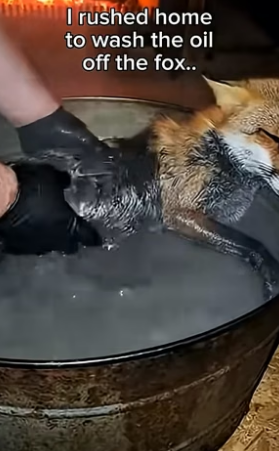 S1604002_fox fell into pool of oil couldn get out without my help ( PART 2)