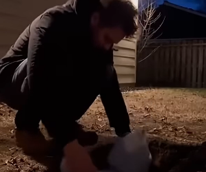 S1604004_wolf accidentally chased fox her cubsonto my doorstep ( PART 2)