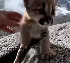 S1604006_saved cougar cub was trapped in mountain crevice ( PART 2)