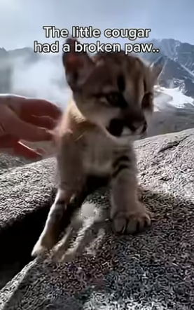 S1604006_saved cougar cub was trapped in mountain crevice ( PART 2)