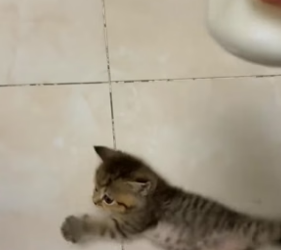 B1504005_little stray cat appeared at my doorstep,she seemed to be looking f…( PART 2)
