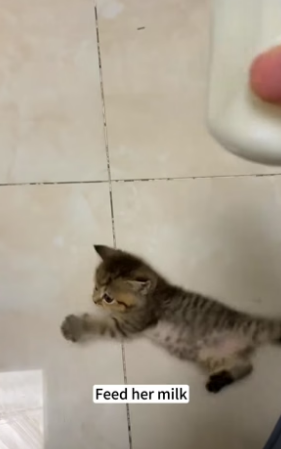 B1504005_little stray cat appeared at my doorstep,she seemed to be looking f…( PART 2)
