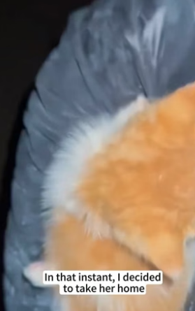 B1504001_heard kitten meowing coming sewer, so rescued her ( PART 2)